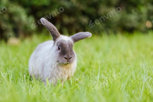 Preview: A Lop Rabbit Outside in Long Grass