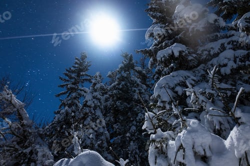 Preview: Beautiful nature starry sky with snowy fir