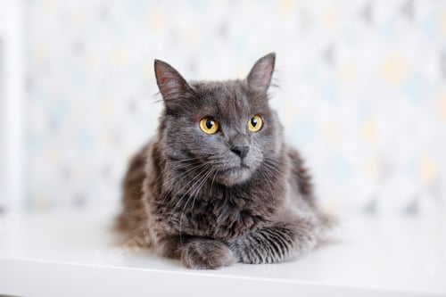Preview: A gray smoky Maine Coon cat with yellow eyes lying on a white background