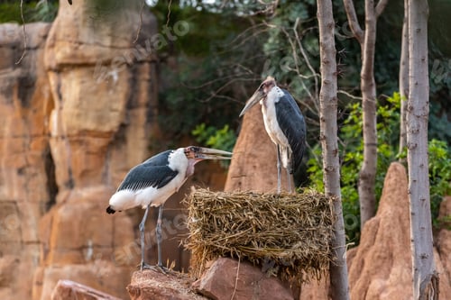 Preview: Pair of African Marabou, Leptoptilos crumeniferus, arranging its nest on a rock.