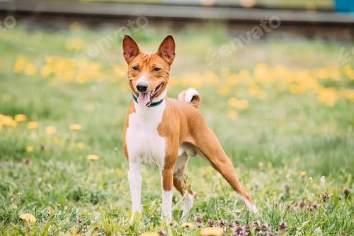 Preview: Basenji Kongo Terrier Dog. The Basenji Is A Breed Of Hunting Dog