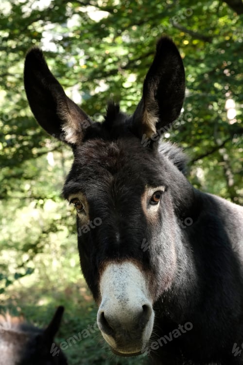 Preview: A close-up of a black donkey in a lush forest during daylight hours