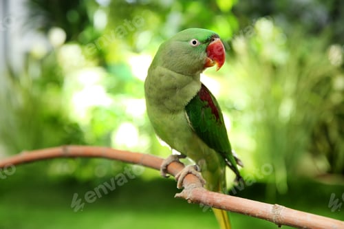 Preview: Beautiful Alexandrine Parakeet on tree branch outdoors