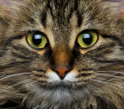 Preview: Cute muzzle tabby cat