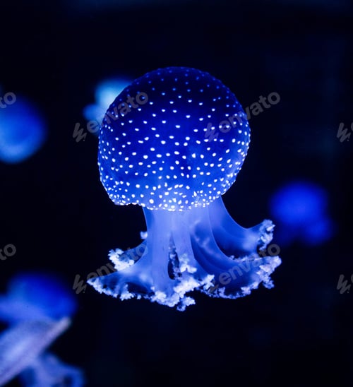 Preview: blue jellyfish in water