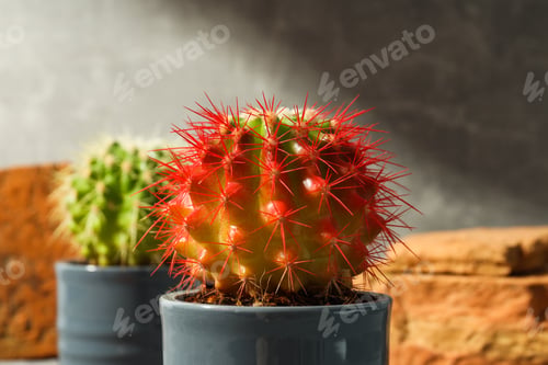 Preview: Cozy hobby growing house or indoor plants - cactus