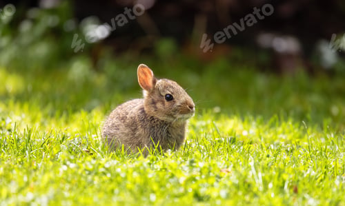 Preview: Wild Baby Rabbit sitting and eating on green grass.