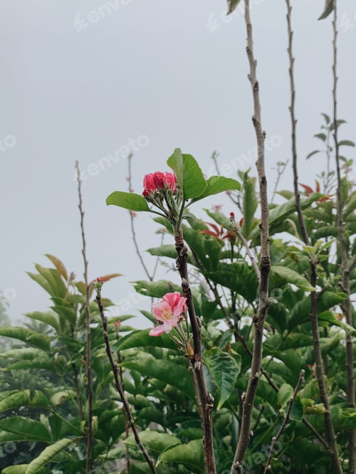 Preview: Pink flowers