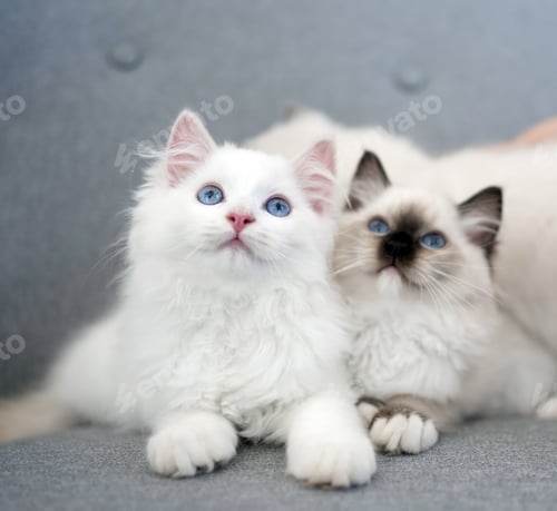 Preview: Ragdoll cats outdoors