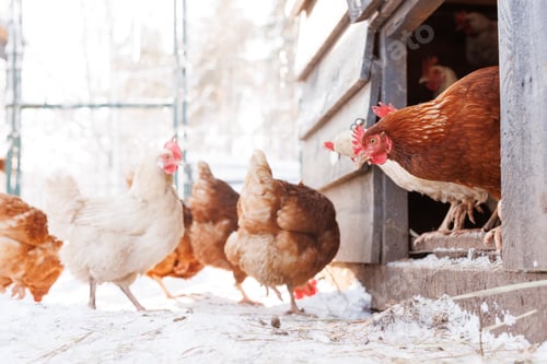 Preview: chicken walking on an eco-poultry farm in winter, free-range chicken farm