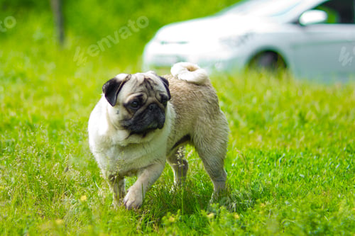 Preview: Pug, portrait. Pug dog playing outdoors. Portrait of beautiful male Pug puppy dog.