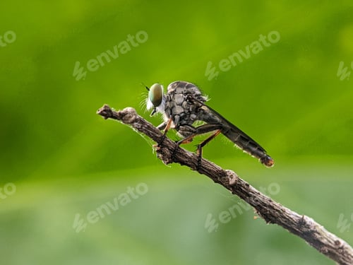 Preview: Closeup of a robber fly on a green branch