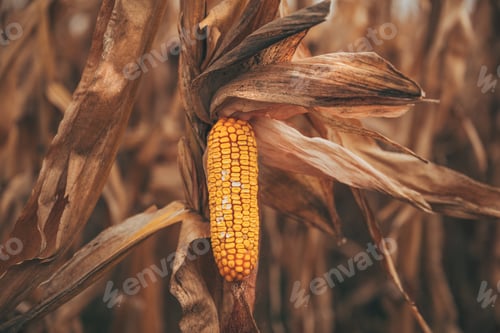 Preview: Damaged corn on the con in cultivated field. Maize crop ready for harvest
