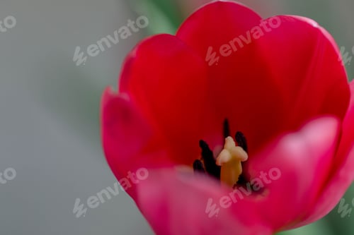 Preview: Close up of a red tulip