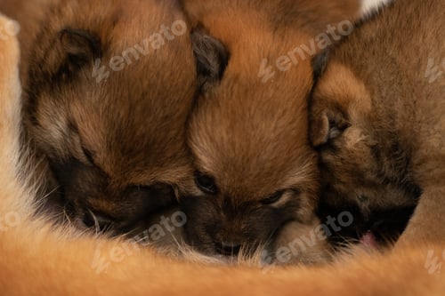Preview: Three Shiba Inu puppies eat their mother's milk. Little brown puppies