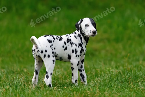 Preview: Dalmatian dog outdoors in summer