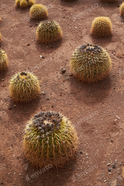 Preview: spherical cactuses growing on dirt (echinocactus grusonii)