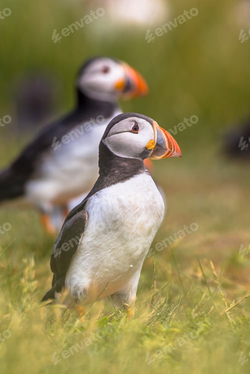 Preview: Two Puffins Portrait