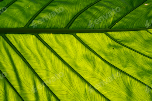 Preview: Earth Day eco concept with tropical forest background, natural forestation preservation