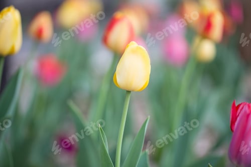 Preview: Colorful Tulip Garden