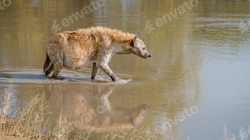 Preview: Pregnant Hyena in water lake with reflection at Kruger National park South Africa