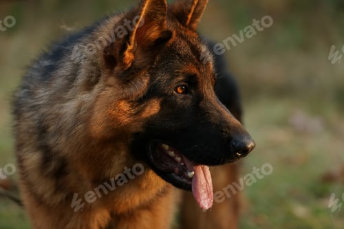Preview: Close up portrait of happy friendly adult black and tan German Shepherd dog with open mouth