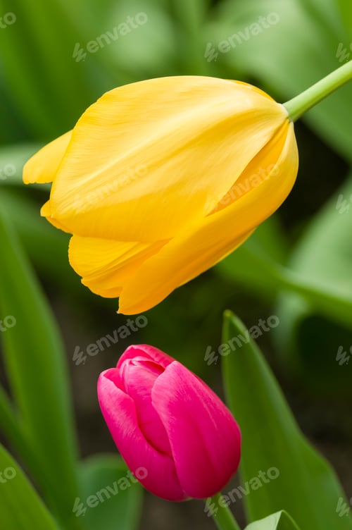 Preview: Colorful flowers