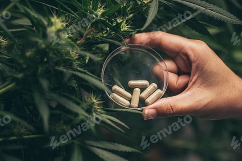 Preview: Herbal capsules from cannabis weed