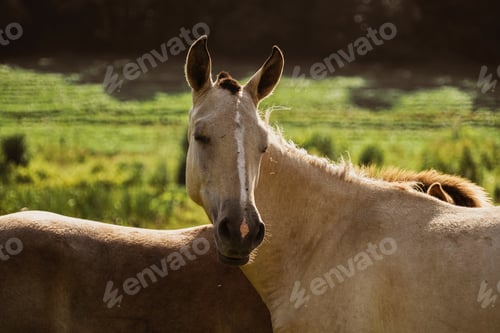 Preview: Beautiful horse at the farm