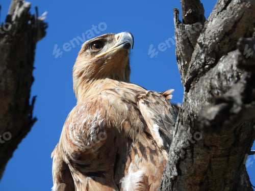 Preview: Low-angle shot of a huge Tawny Eagle on a dead baobab tree against a blue sky