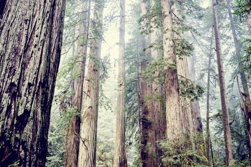 Preview: Redwood trees, Orik, Humboldt County, California, USA