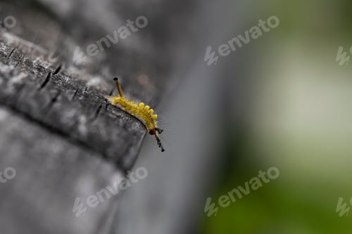 Preview: Cute caterpillar perched atop a wooden surface, its vibrant colors illuminated in the sunlight