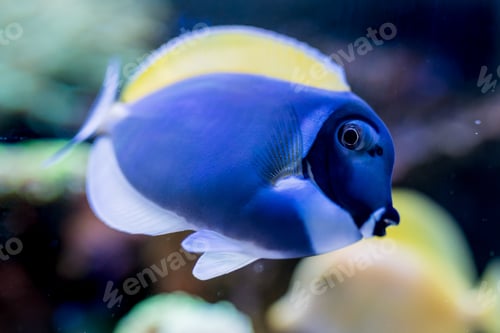 Vista previa: Acanthurus leucosternon in Home Coral reef aquarium. Selective focus.