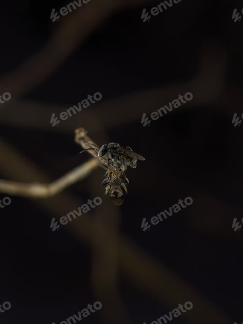 Preview: Pseudopanurgus on a wooden branch. Pseudopanurgus is a genus of mining bees in the family Andrenidae
