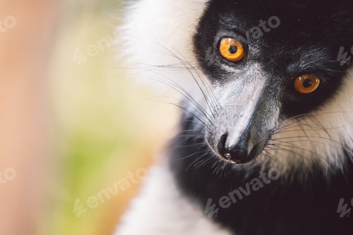 Preview: Madagascar