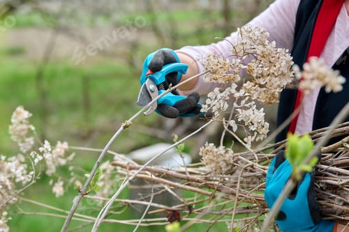Preview: Hands of female gardener in gloves with secateurs pruning hydrangea bush