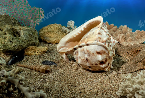 Preview: Cassis Cornuta Shell on the sand underwater