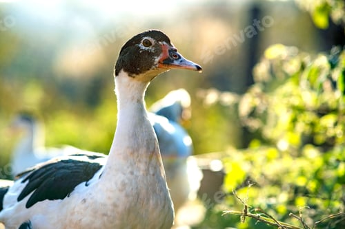 Preview: Detail of a duck head. Ducks feed on traditional rural barnyard.