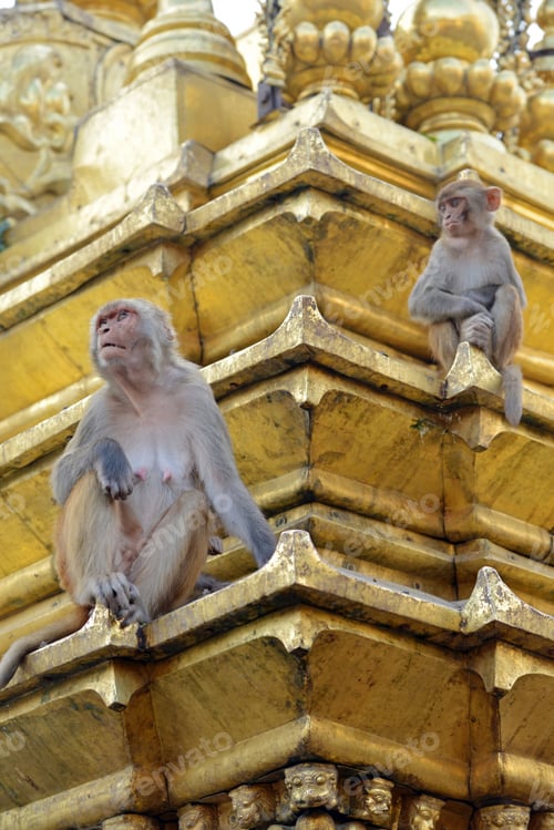 Preview: Two Macaques on the Top of Chorten in Swayambhunath, Kathmandu, Nepal