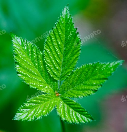 Preview: bright green leaves summer nature background