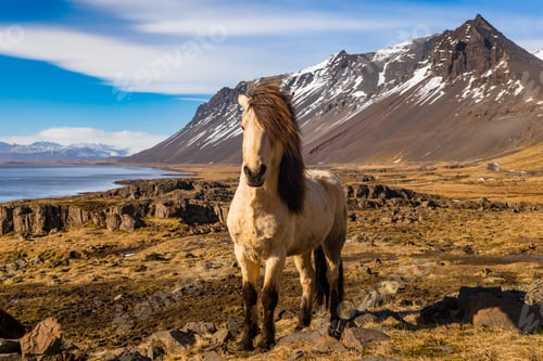 Preview: Icelandic horses. The Icelandic horse is a breed of horse developed in Iceland