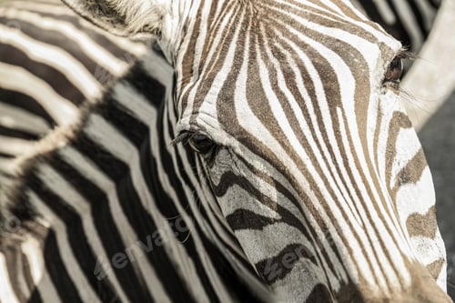 Preview: Beautiful striped African zebra in safari park, closeup
