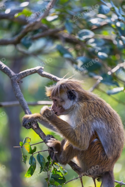 Preview: Monkey