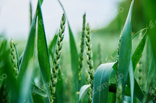 Preview: Green field with wheat ear