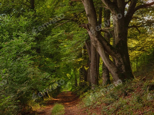 Preview: Green european forest landscape