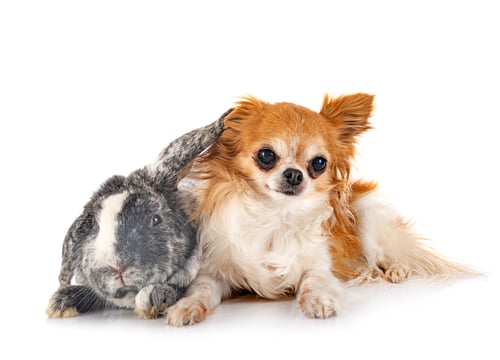 Preview: Lop rabbit rhoen and chihuahua