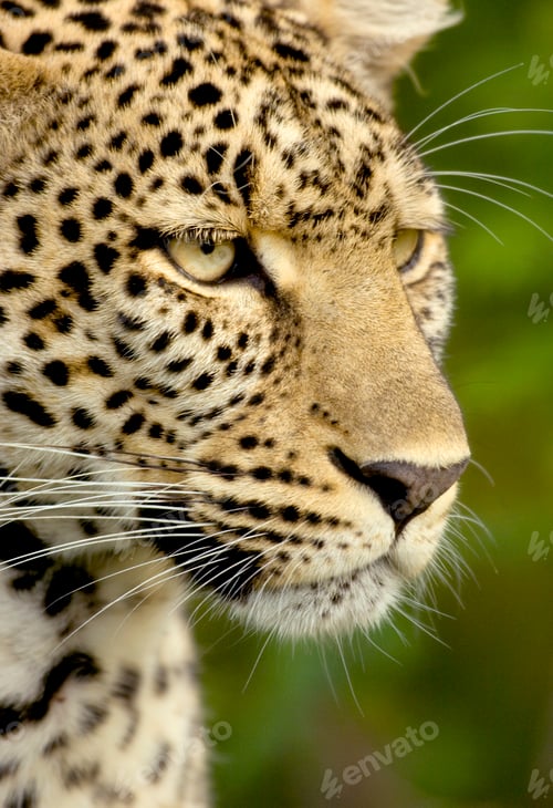 Preview: Leopard in the serengeti national reserve