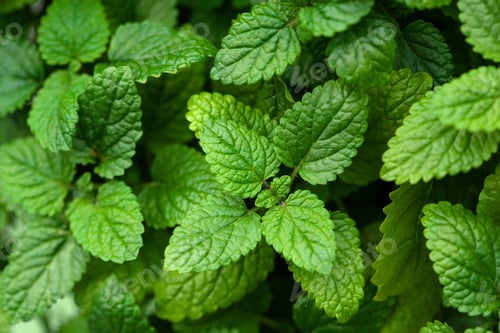 Preview: lemon balm (melissa) herb leaf closeup