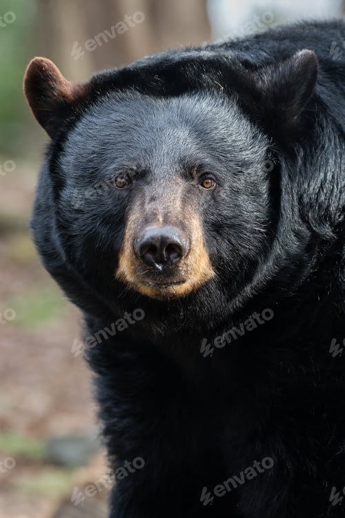 Preview: American Black Bear