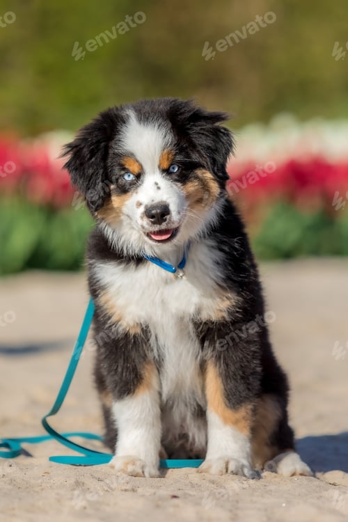 Preview: The Miniature American Shepherd puppy in tulips. Dog in flower field. Blooming. Spring
